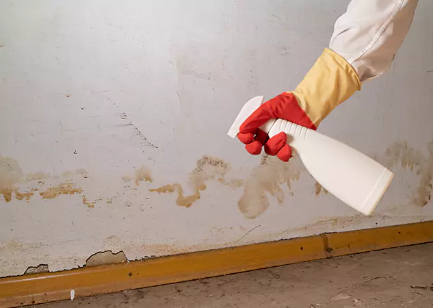 Your Water Restoration and Mold Remediation Specialists in Braselton, GA